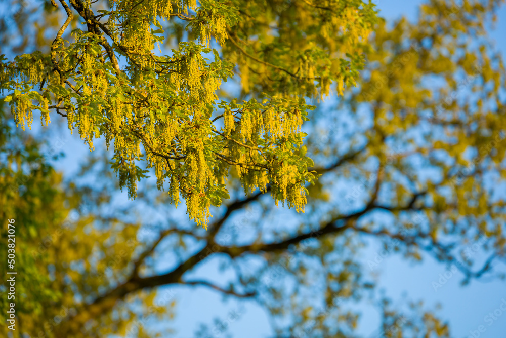 Blühende Eichen im Frühjahr | Quercus spec. | flowering oak branches Blühende Eichen im Frühjahr | Quercus spec. | flowering oak branches