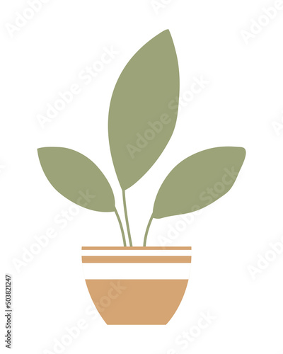 houseplant in pot