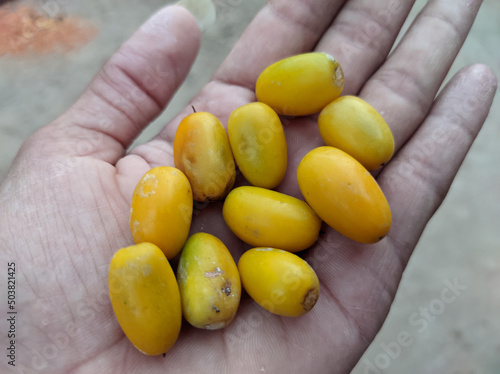 View of Manilkara Hexandra yellow fruits in the palm of someone's hand photo
