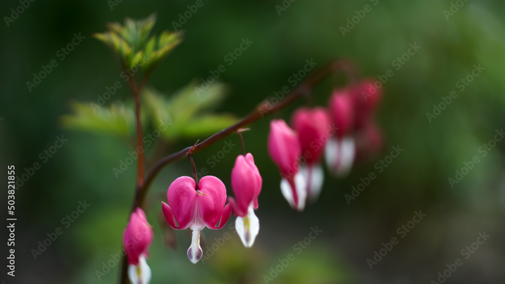 spring pink flowers with white center and green leaves spring pink flowers with white center and green leaves
