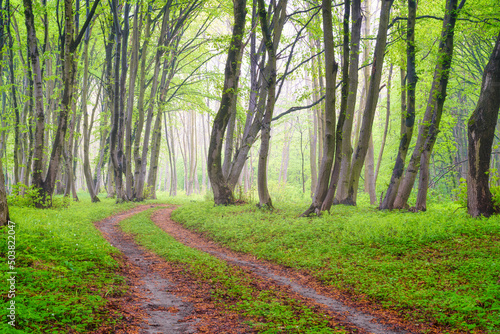 Fog in the spring forest. A natural landscape after rain in the forest. Road ...