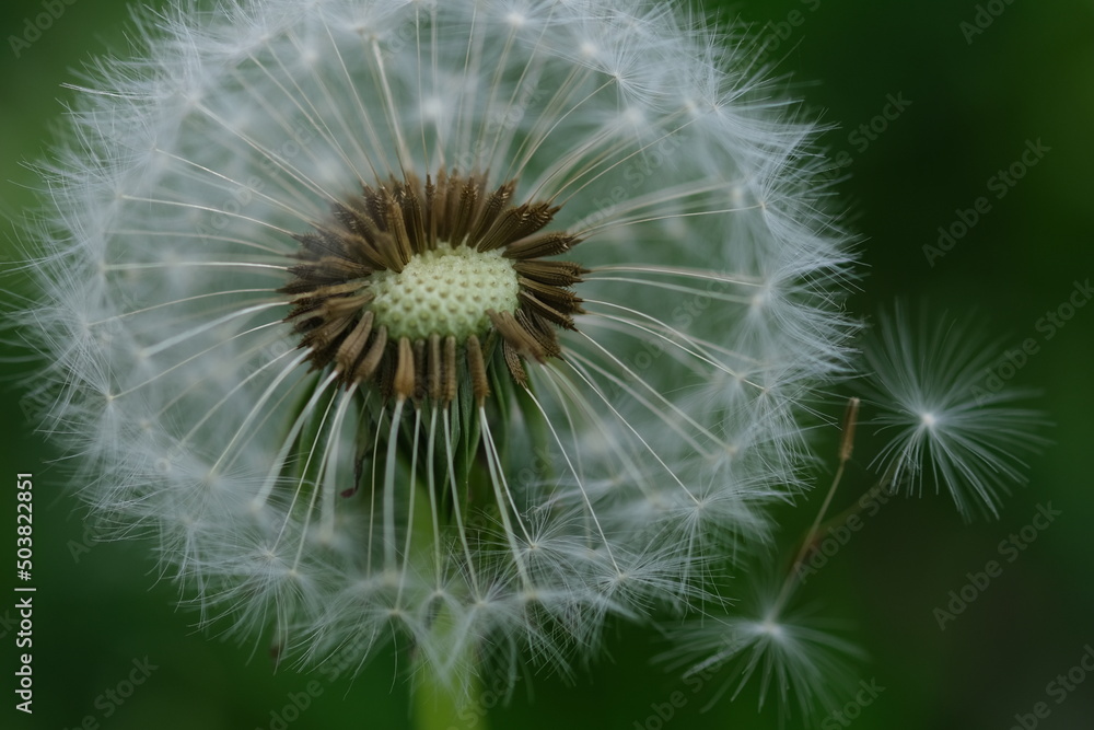 Close up macro image of dandelion seed heads with delicate lace-like patterns. Detail shot of closed bud of a dandelion in green grass.