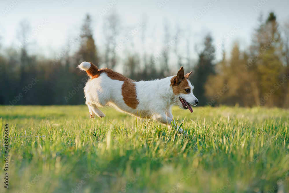 The dog is jump on the field. active jack russell terrier. Pet in motion. sunset in spring The dog is jump on the field. active jack russell terrier. Pet in motion. sunset in spring