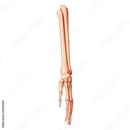 Forearms Skeleton Human front Anterior ventral view. Ulna, radius, hand, carpals, wrist, metacarpals. 3D Anatomically correct realistic flat concept Vector illustration isolated on white background