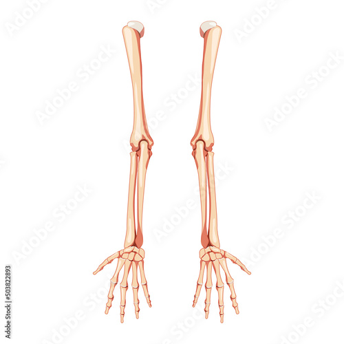 Arms Skeleton Human back Posterior dorsal view. Set of 3D hands, forearms, humerus, ulna, radius, phalanges Anatomically correct realistic flat natural color concept Vector illustration of isolated