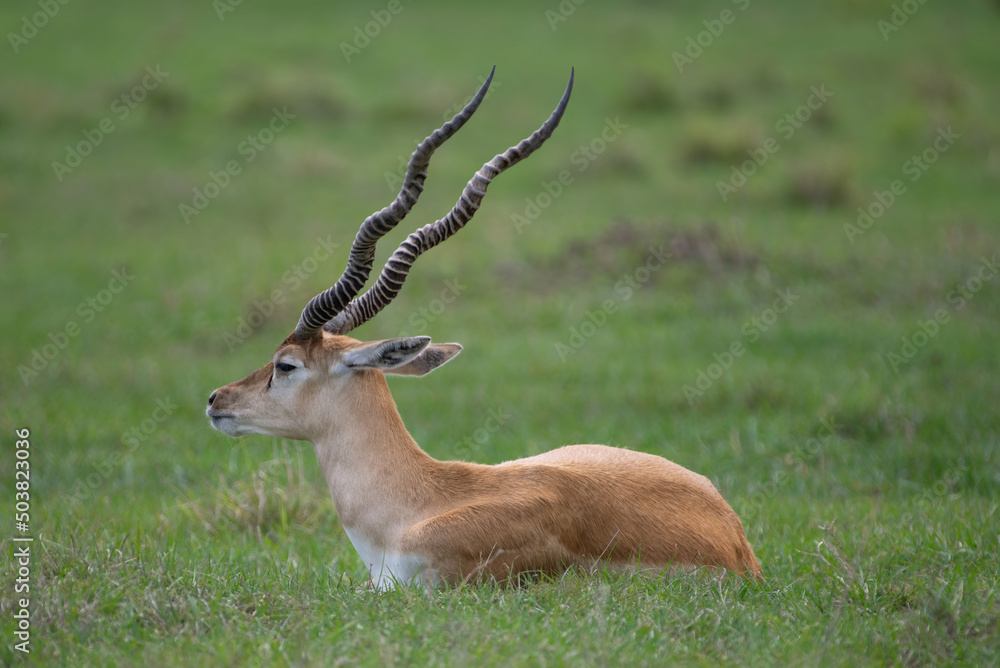 impala in the savannah impala in the savannah