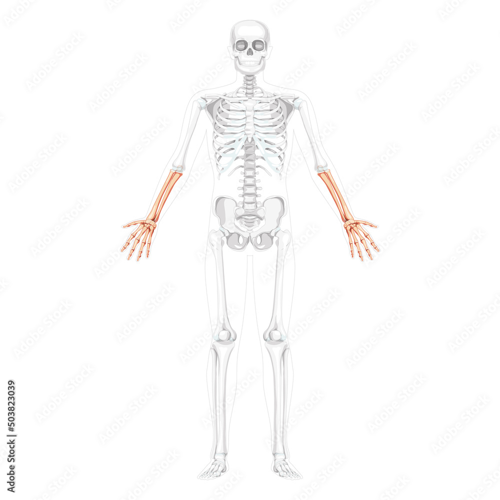 Skeleton Forearms Human hand front Anterior ventral view with two arm poses with partly transparent bones position. Anatomically correct realistic flat Vector illustration isolated on white background