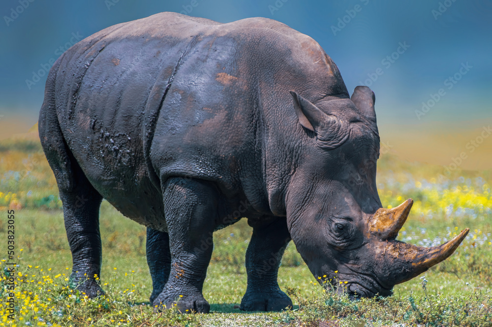 Obraz premium rhino in the grass