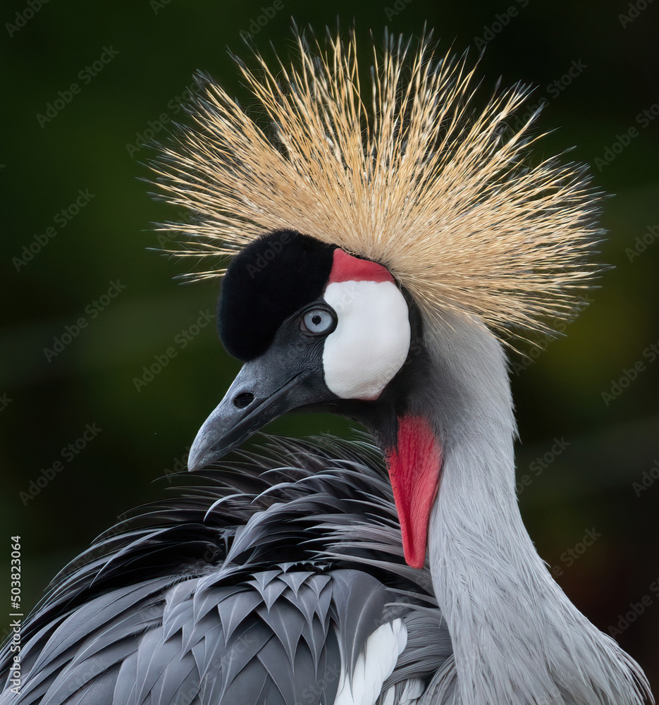Fototapeta premium grey crowned crane