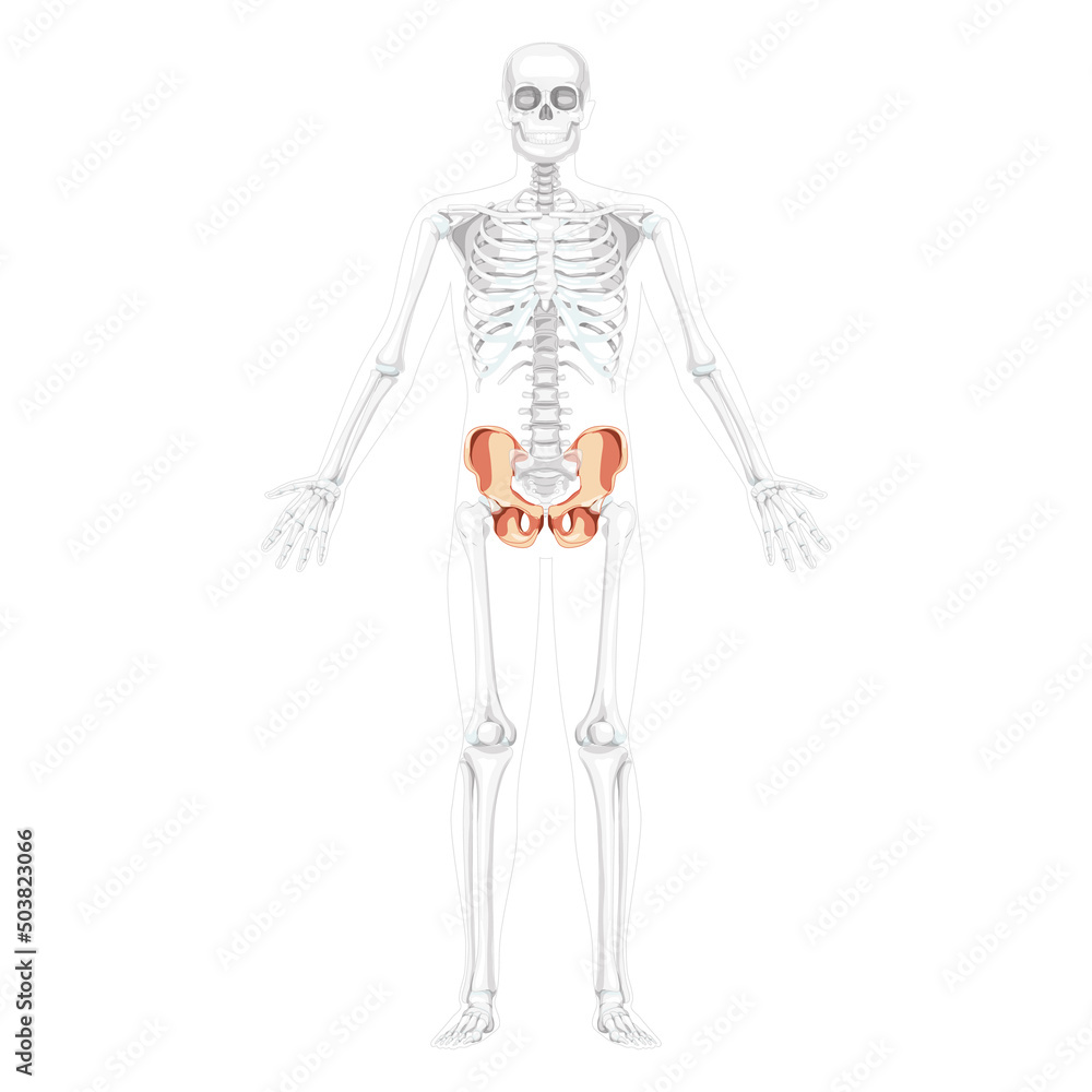 Skeleton Pelvis hip bone Human front Anterior ventral view with partly transparent bones position. Realistic flat natural color concept Vector illustration of anatomy isolated on white background Skeleton Pelvis hip bone Human front Anterior ventral view with partly transparent bones position. Realistic flat natural color concept Vector illustration of anatomy isolated on white background