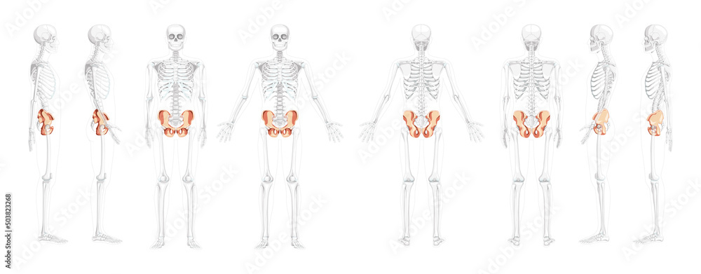 Vecteur Stock Set of Skeleton Pelvis hip bone Human front back side view  with partly transparent bones position. 3D realistic flat natural color  concept Vector illustration of anatomy isolated on white background