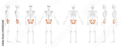 Set of Skeleton Pelvis hip bone Human front back side view with partly transparent bones position. 3D realistic flat natural color concept Vector illustration of anatomy isolated on white background