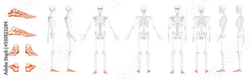 Set of Foot ankle Bones Skeleton Human front back side view with partly transparent bones position. Realistic flat natural color concept Vector illustration of anatomy isolated on white background photo