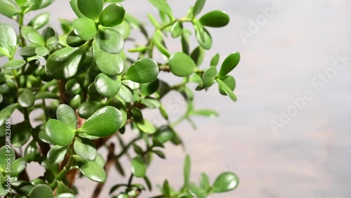 Wallpaper Mural Money tree. House plant with symbols of money coins on a gray background. High quality photo Torontodigital.ca