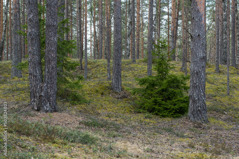 A fluffy green Christmas tree in a forest on a hillside among tall pines. A fluffy green Christmas tree in a forest on a hillside among tall pines.