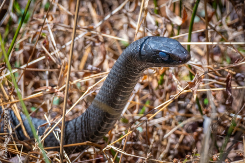 Northern Black Racer (Coluber Constrictor Constrictor) with its head raised. The blue colored eyes indicate it is ready to shed its skin. Raleigh, North Carolina.