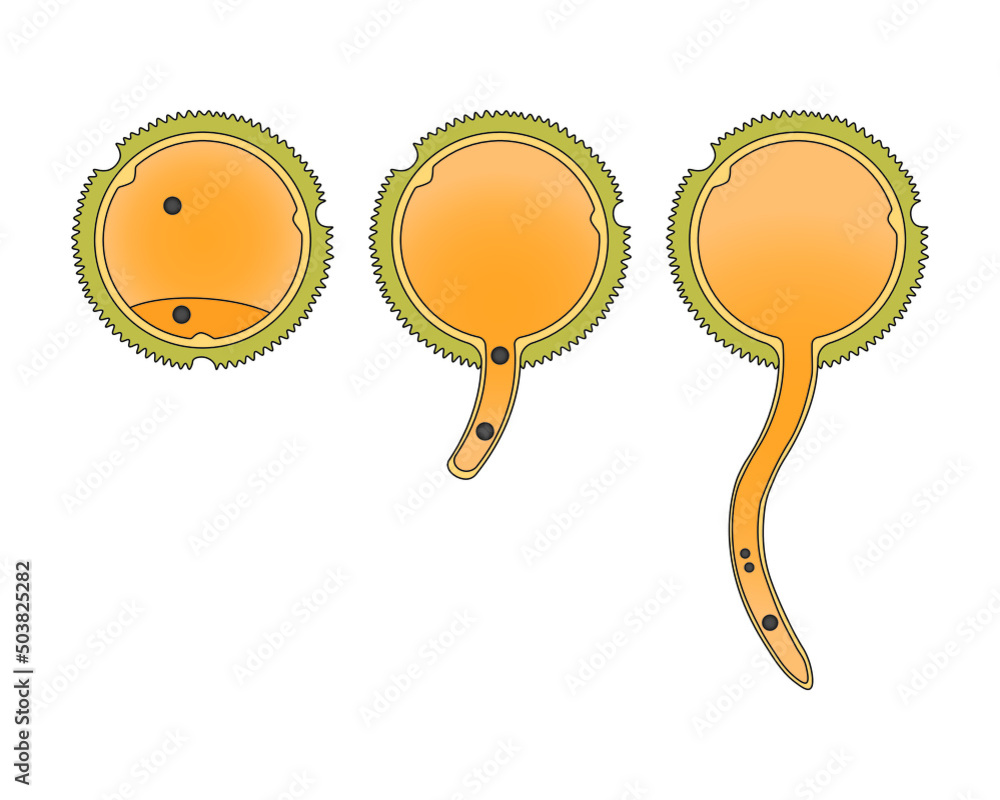 scientific-designing-of-germination-of-pollen-grain-the-male-gamete-in