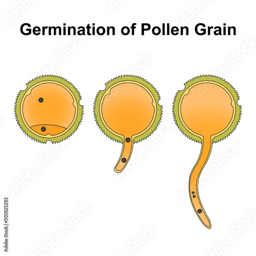 Scientific Designing of Germination of Pollen Grain. The Male Gamete in Plants Germination. Colorful Symbols. Vector Illustration. photo