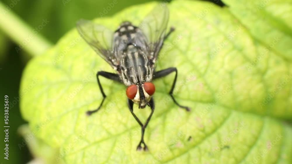 A large fly is sitting on a leaf of a tree, close-up. Macro fly. A large fly is sitting on a leaf of a tree, close-up. Macro fly.