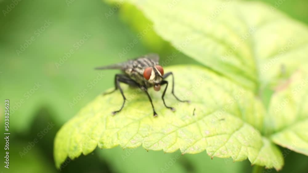 Fly close-up sitting on a leaf of a tree Fly close-up sitting on a leaf of a tree