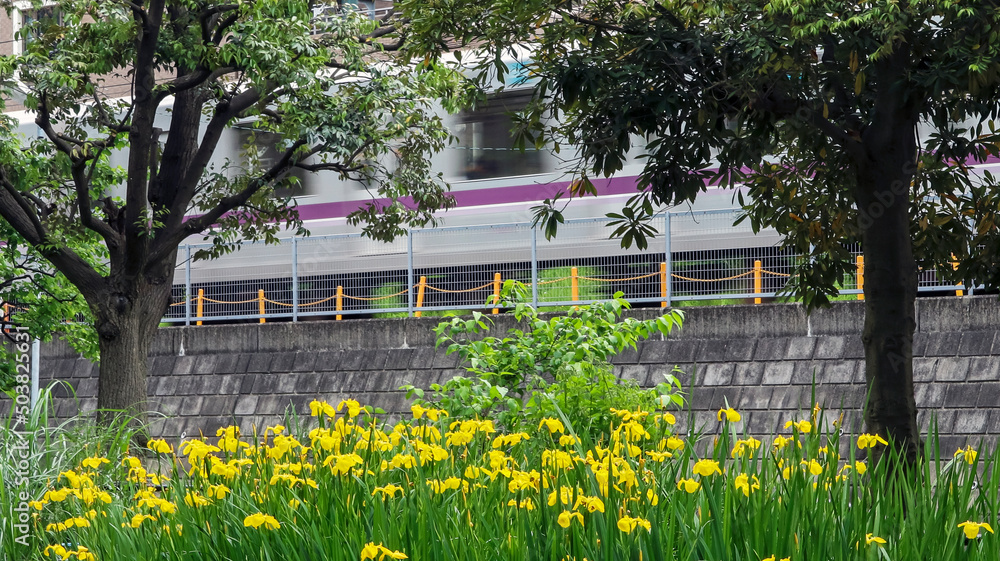 Obraz premium 公園と鉄道