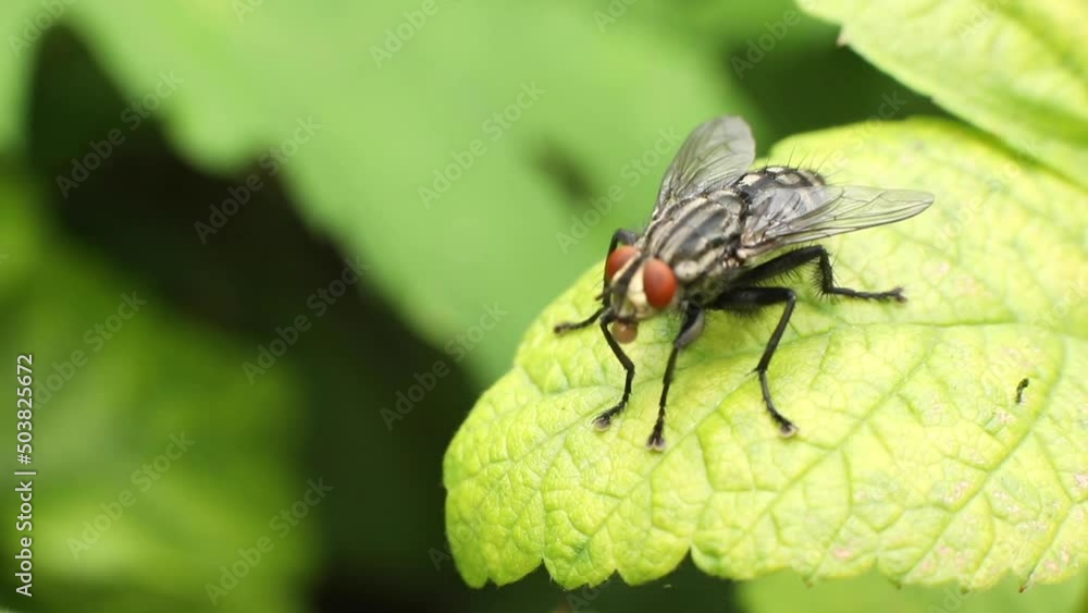 A large fly is sitting on a leaf of a tree, close-up. Macro fly. A large fly is sitting on a leaf of a tree, close-up. Macro fly.