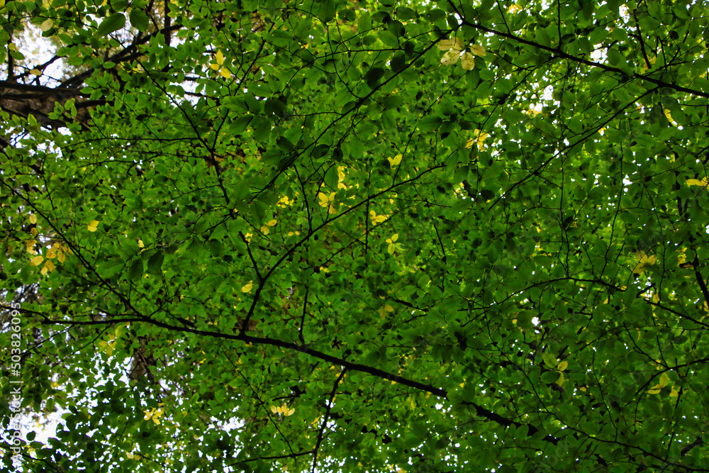 green leaves background green leaves background