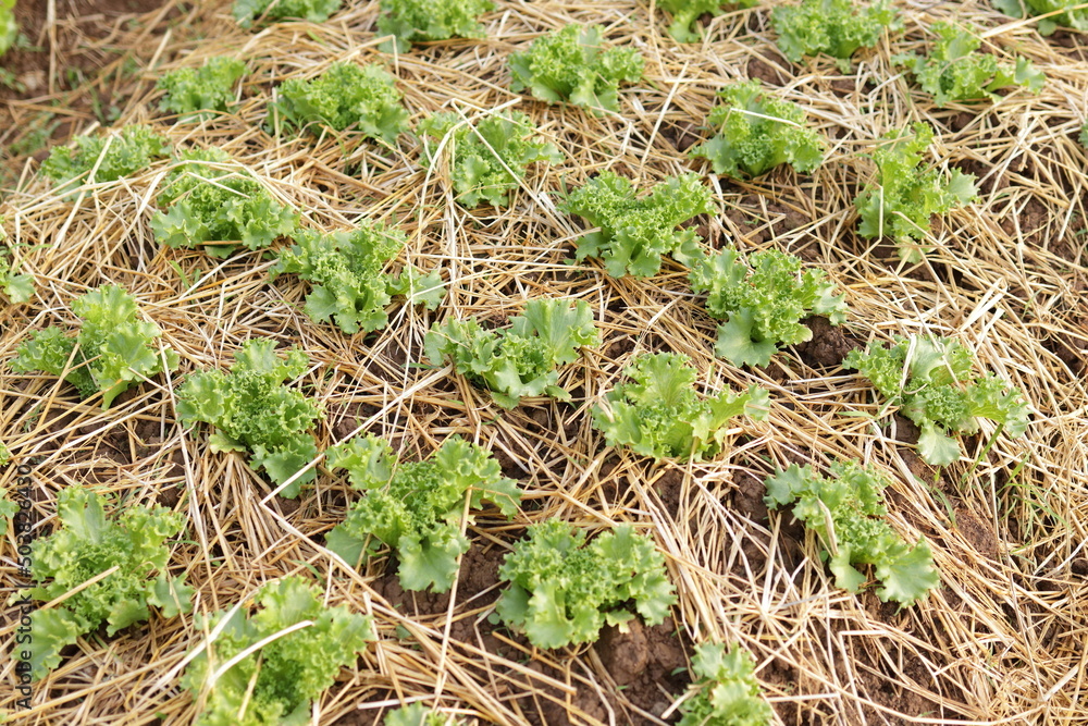 Organic and non-toxic vegetable growing on soil. Vegetable salad farm with beautiful colors, clean, fresh and safe. Organic farming concept. healthy food Organic and non-toxic vegetable growing on soil. Vegetable salad farm with beautiful colors, clean, fresh and safe. Organic farming concept. healthy food