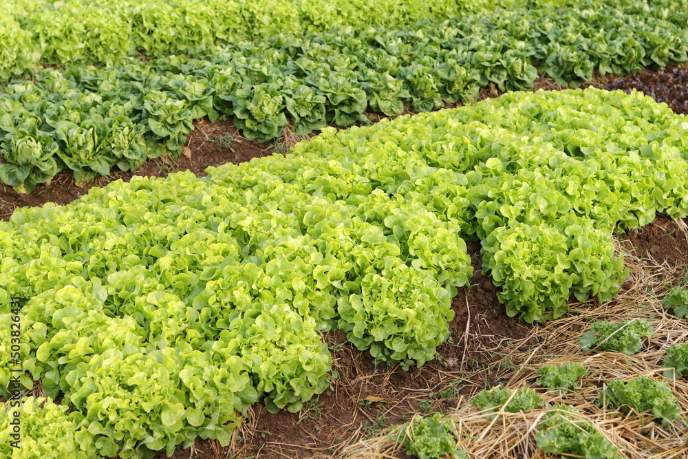 Organic and non-toxic vegetable growing on soil. Vegetable salad farm with beautiful colors, clean, fresh and safe. Organic farming concept. healthy food Organic and non-toxic vegetable growing on soil. Vegetable salad farm with beautiful colors, clean, fresh and safe. Organic farming concept. healthy food