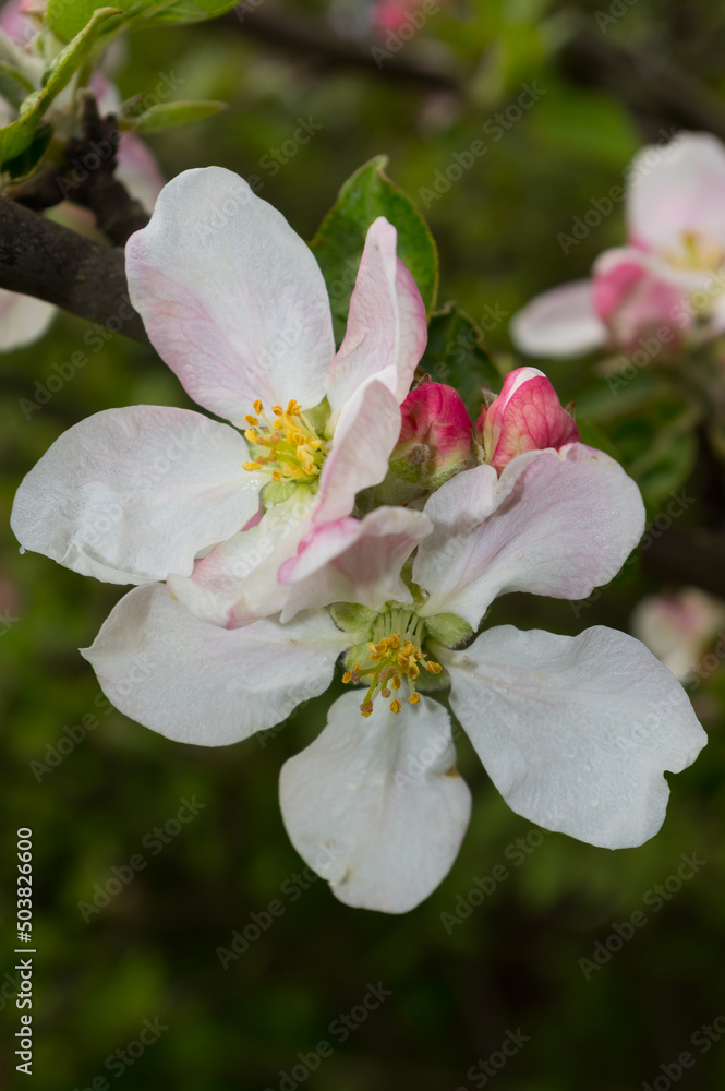Blooming fruit tree. Close-up view of apple tree blossom. Blooming fruit tree. Close-up view of apple tree blossom.