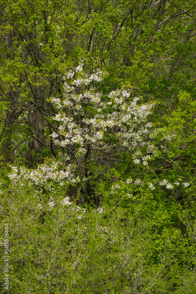 Wild cherry. A fruit tree that grows among wild vegetation. Wild cherry. A fruit tree that grows among wild vegetation.