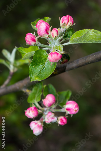 Blooming fruit tree. Close-up view of apple tree blossom.
