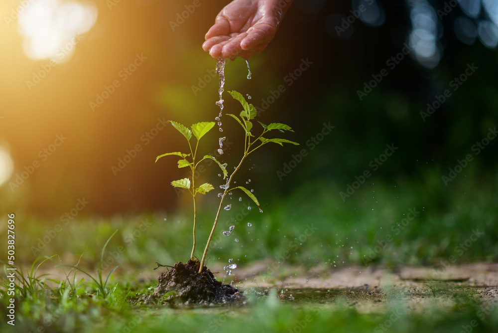 Fototapeta premium Mão de agricultor regando plantas jovens em crescimento na luz solar. Conceito de planta.