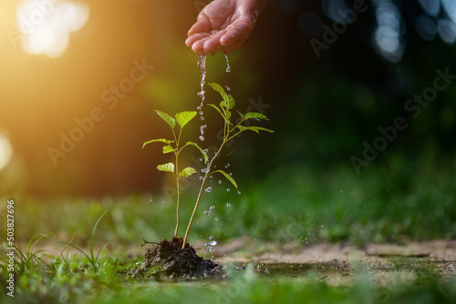 Mão de agricultor regando plantas jovens em crescimento na luz solar. Conceito de planta.
