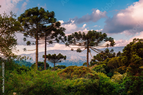 Colorful clouds with araucaria trees and forest in Santa Catarina photo