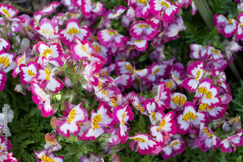 pink and white flowers