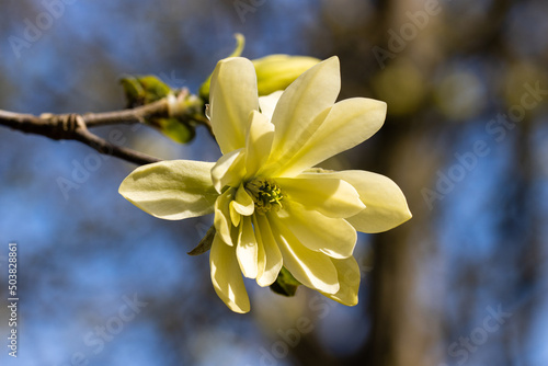 Close up of single Magnolia Gold Star flower in spring photo