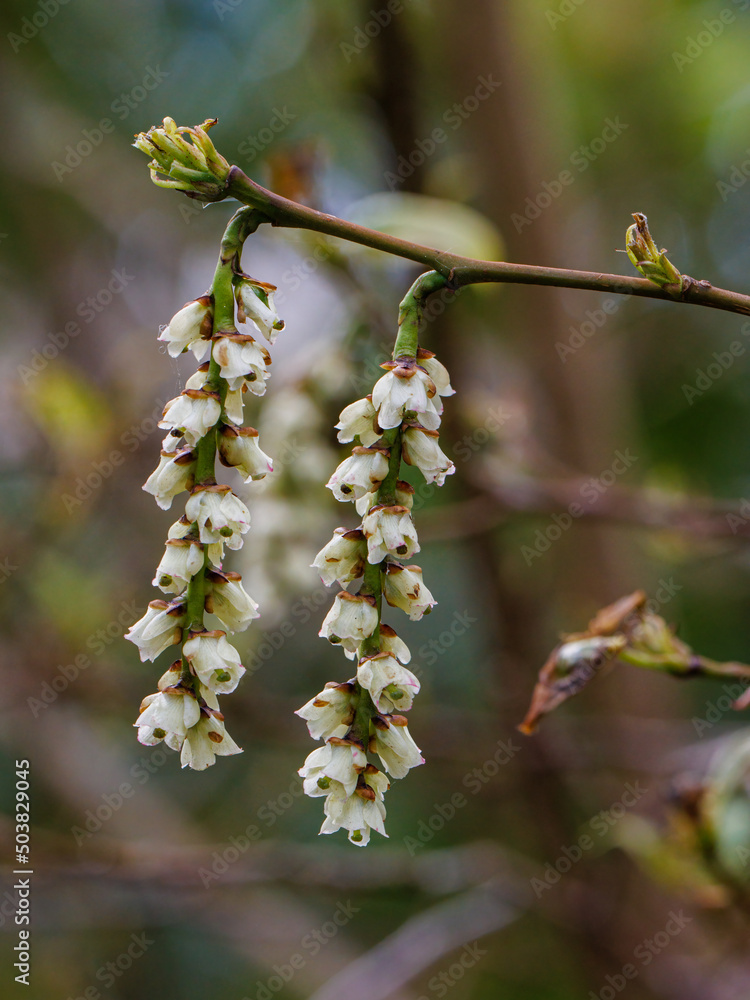 Stachyurus praecox Oriental Sun flowers in spring Stachyurus praecox Oriental Sun flowers in spring