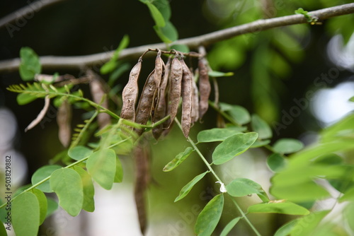 ニセアカシアの花と豆果 © tamu