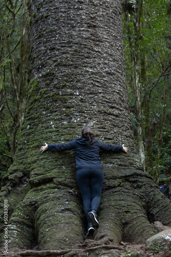 A woman embracing a giant millennial araucaria pine tree. Pinheiro Multissecular is located in Nova Petropolis, Rio Grande do Sul, Brazil, and it is about a thousand years old