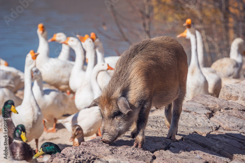 Pig and domestic geese. photo