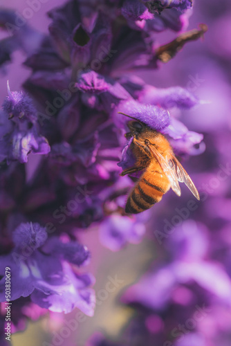 Close up of bumblebee collecting pollen and nectar from lavender flowers, second bee in the background photo