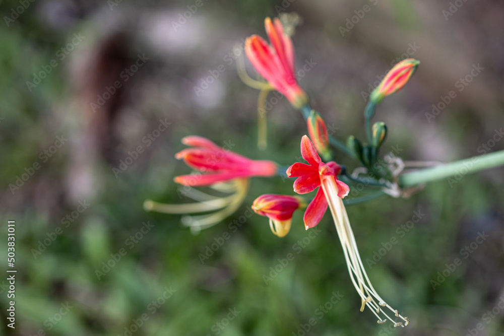 Close up Eucrosia bicolor flower in a garden.(Queen lily, Phaedranassa,Eucrosia)Beautiful orange flower. Close up Eucrosia bicolor flower in a garden.(Queen lily, Phaedranassa,Eucrosia)Beautiful orange flower.