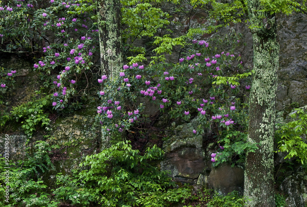 Mountain rosebay (Rhododendron catawbiense) on cliff face along the Blue Ridge Parkway in central Virginia in mid-May