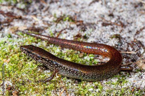 Australian Red-tailed Calyptotis Skink (Calyptotis ruficauda)..