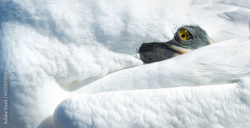 Ultra-close view of nazca booby (Sula granti) with its head tucked behind its left wing, on Genovesa Island, Galapagos. photo