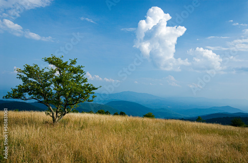 Lone tree in mountain meadow along Appalachian Trail on top of Cole Mountain  in the Blue Ridge Mountains of Virginia.