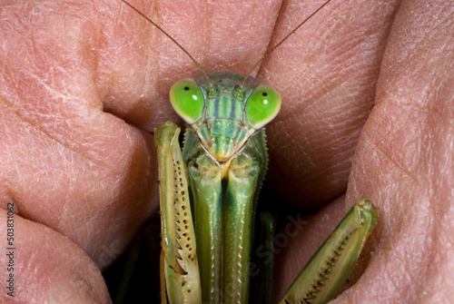 Macro photo of a European mantis (Mantis religiosus) being held in a hand photo