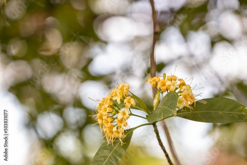 Close up Tembusu flowers in a garden.(Fagraea fragrans Roxb.)Common name in Thailand call Kan  Krao flower or Munpla flower. photo