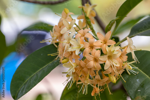 Selective focus Tembusu flowers in a garden.(Fagraea fragrans Roxb.)Common name in Thailand call Kan  Krao flower or Munpla flower.Blurry Tembusu flower. photo